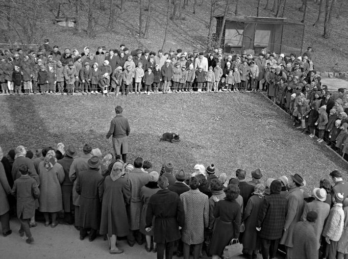 Veřejné setkání s medvíďaty v Brněnské Zoo. Nedatovaný archivní snímek (cca 50. léta)