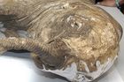 Na Sibiři našli zbytky těl mamutů, chtějí je klonovat