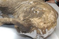 Na Sibiři našli zbytky těl mamutů, chtějí je klonovat