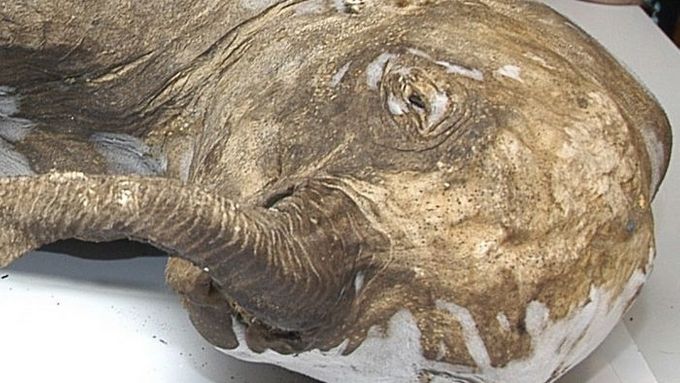 Mamutí mládě, nalezené v roce 2007.