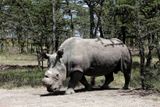 Samec Súdán, 36 let. Jako jediný z "českých" nosorožců se do Afriky skutečně vrátil. Narodil se - ano - v Sudánu.