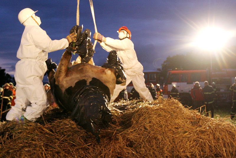 Cvičení hasičů - likvidace chovu krav