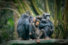 Vědci pustili šimpanzům film a nestačili se divit. Zvířata byla rázem přátelštější
