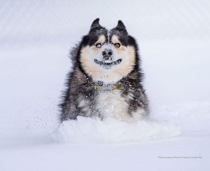 Fotografie ze soutěže Comedy Pet Photograhy Awards (vítězové tří posledních ročníků)