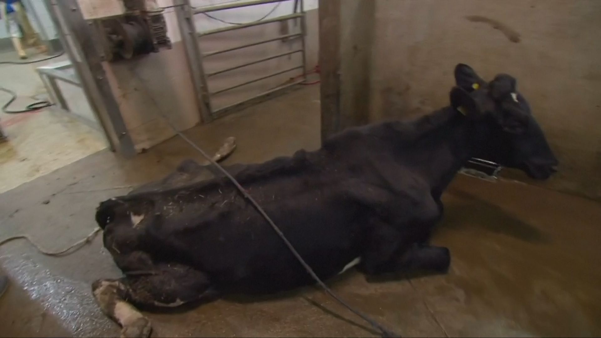 Záběr z dokumentu polské televize TVN o porážce nemocných krav.