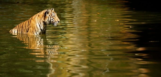 Tygr v národní zoologické zahradě v Kuala Lumpuru.