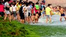 Tourists play on the beach covered by the seaweed in Qingdao in east China's Shandong province Friday July 5, 2013. Thousands of workers are cleaning the beach contaminated by the algae called enteromorpha prolifera each day as the algae blooms in the sea south to the city.