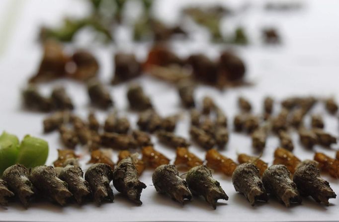 Cocoons of butterflies to be exported are seen in Butterfly Garden in La Guacima, northwest of San Jose, May 14, 2012. According to the owner Joris Brinkerhoff, who is from the U.S and has more than 29-years of experience dedicated to the export of butterfly cocoons, more than 80,000 cocoons of 70 different species are exported every month from Costa Rica to Europe, Asia, Canada, Mexico and the United States, with prices of the cocoons ranging from $3 to $10 each. REUTERS/Juan Carlos Ulate (COSTA RICA - Tags: BUSINESS SOCIETY ANIMALS) Published: Kvě. 15, 2012, 4:57 dop.