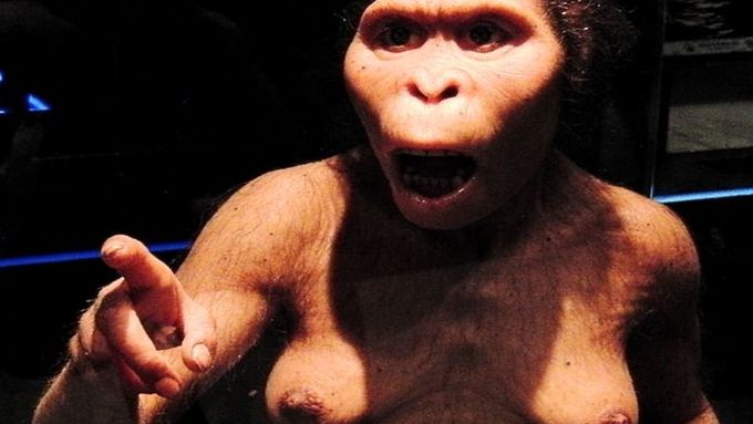 Model hominidky Lucy, zhotovený podle senzačního nálezu kosterních pozůstatků.