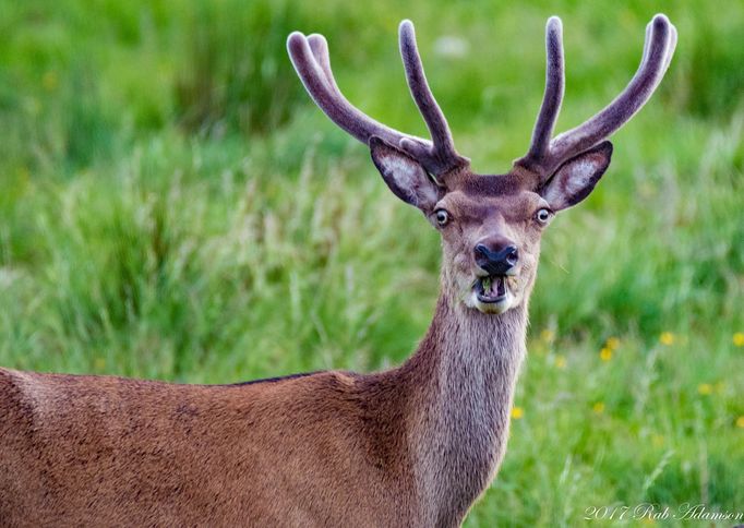 Finalisté fotosoutěže Comedy Wildlife Photography Awards 2018