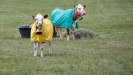 Tour de France je pro Francouze také příležitostí, jak si "zařádit". Tyto krávy byly oblečené jako držitelé ceněných trikotů.