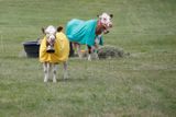 Tour de France je pro Francouze také příležitostí, jak si "zařádit". Tyto krávy byly oblečené jako držitelé ceněných trikotů.
