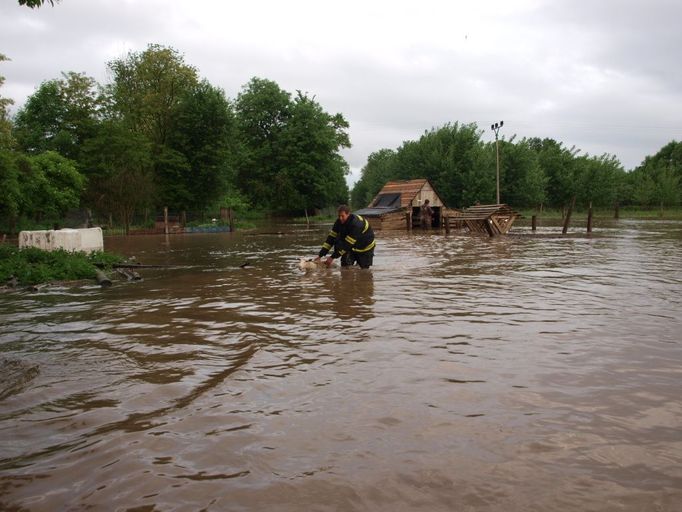 Úterní záchrana ovcí a jehňat v Pamětníku u Chlumce nad Cidlinou na Hradecku.