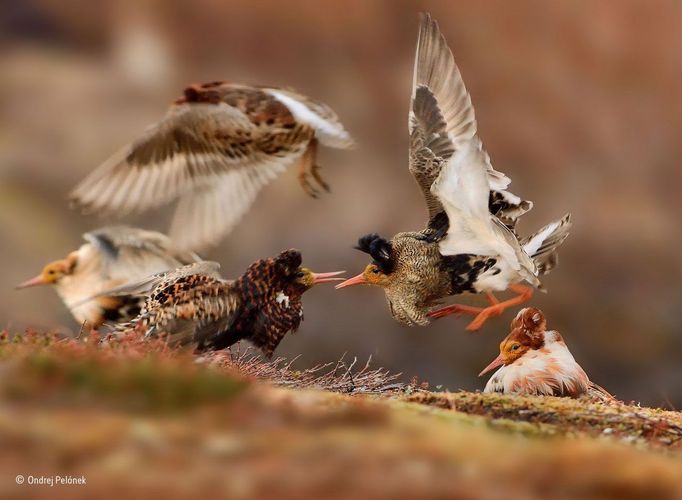 Wildlife Photographer of the Year 2015