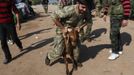 A Free Syrian Army fighter holds onto a sheep as they prepare to bring it to slaughter to distribute meat to residents on the third day of Eid al-Adha, in Haram town, Idlib Governorate, October 28, 2012. REUTERS/Asmaa Waguih (SYRIA - Tags: CONFLICT RELIGION ANIMALS) Published: Říj. 28, 2012, 10:15 odp.