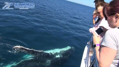 VIDEO: Neobvykle kamarádské velryby překvapily posádku lodi