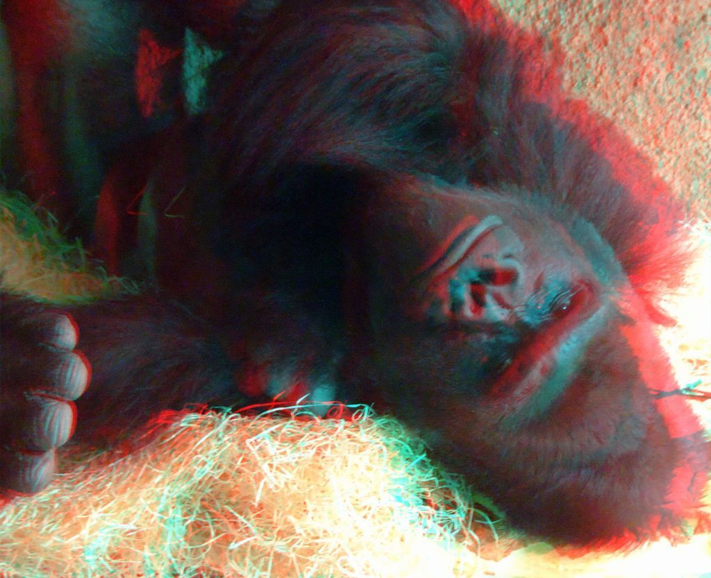 ZOO 3D
