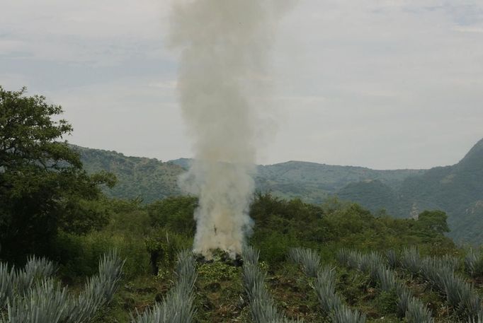 A soldier destroys marijuana plants during a military operation at Tequila in Jalisco September 27, 2012. According to military authorities, Mexican troops found 40 hectares of marijuana planted between maize agave as well as a house used for processing drugs. REUTERS/Alejandro Acosta (MEXICO - Tags: DRUGS SOCIETY MILITARY) Published: Zář. 28, 2012, 1:51 dop.