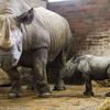 Nové mládě nosoroužce dvourohého v Zoo Dvůr Králové