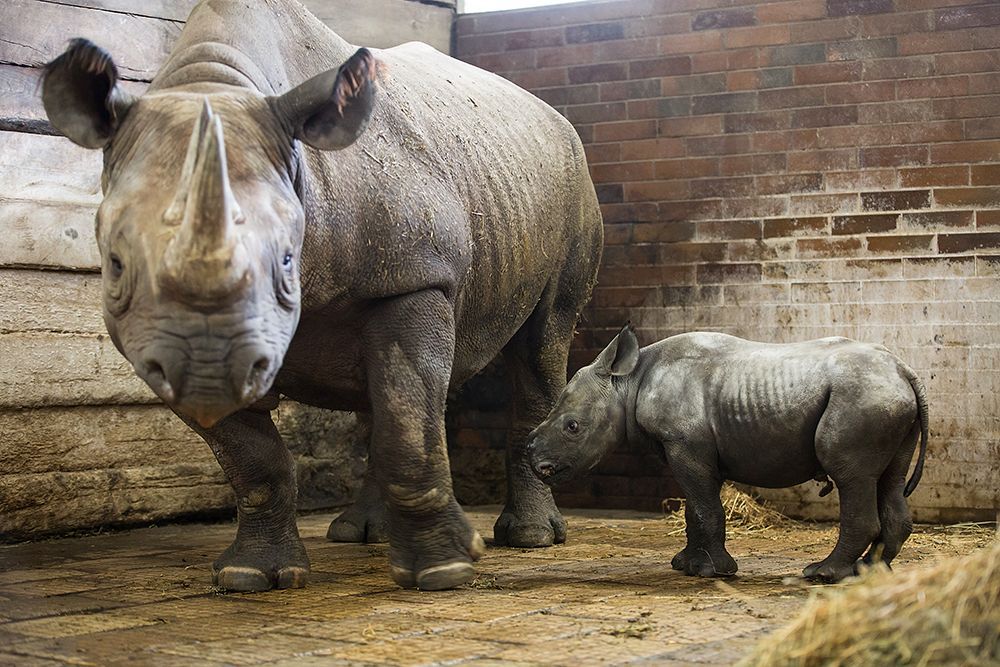 Nové mládě nosoroužce dvourohého v Zoo Dvůr Králové