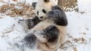 Panda zachycena při hře se sněhem. Smithsonian National Zoological Park, USA.