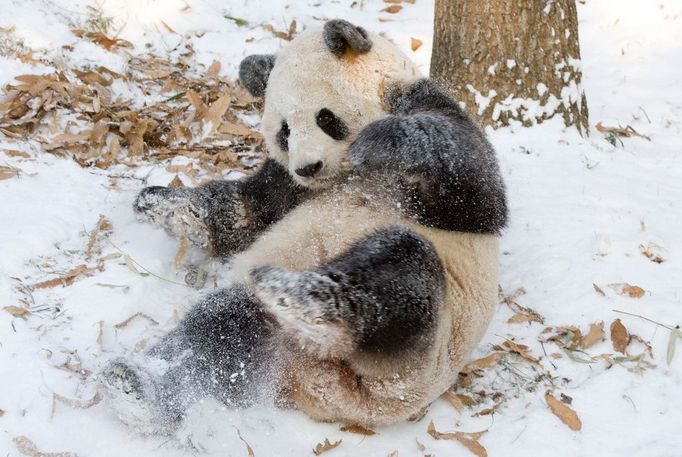 Panda zachycena při hře se sněhem. Smithsonian National Zoological Park, USA.