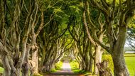 Alej Dark Hedges v Severním Irsku si můžete pamatovat ze seriálu Hry o trůny.