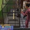 The Sims 2: Mazlíčci