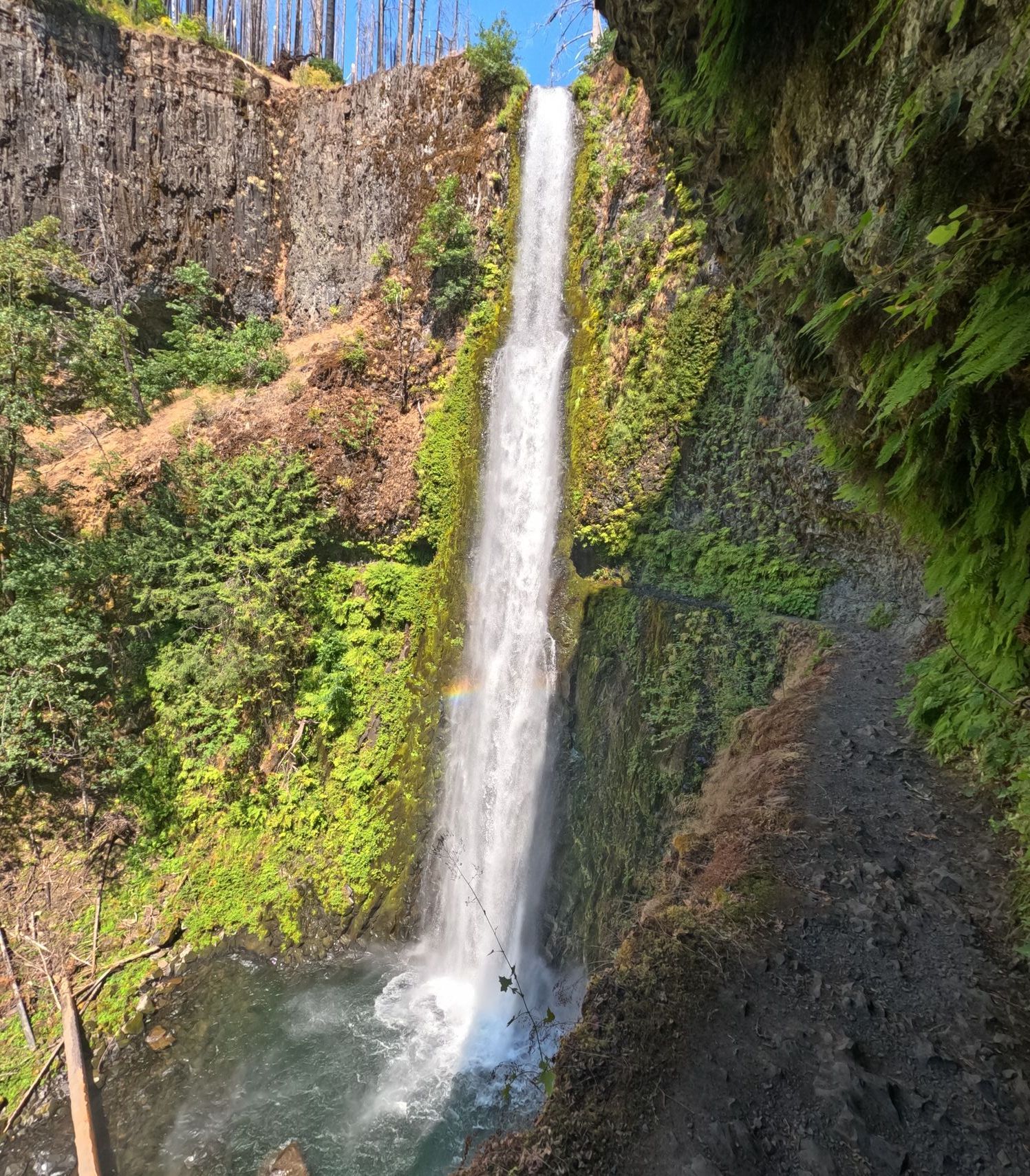 Pacifická hřebenovka