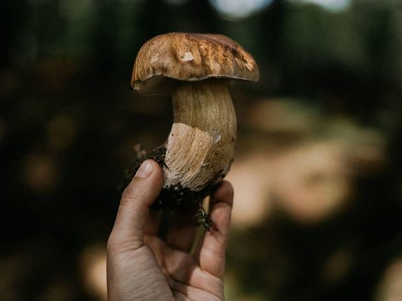 Hodnota nasbíraných plodů dosáhla loni 7,2 miliardy korun a byla o 2,6 miliardy vyšší oproti průměru let 1994 až 2024.