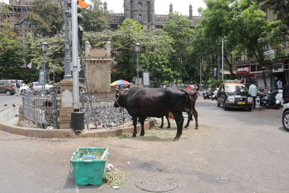 V Indii můžete na ulici vidět ledacos. Krávy jsou posvátné.