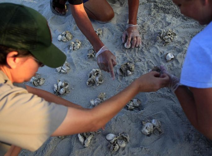 Interpretive ranger Ann Malys Wilson of Myrtle Beach State Park, checks on inventoried eggs with turtle volunteers at the park in Myrtle Beach, South Carolina August 4, 2012. Turtle volunteers walk the area's beaches along South Carolina's coast daily during the nesting season, looking for signs of turtle activity and keeping tabs on the progress of the endangered species of turtles that lay their eggs along the coast. Photo taken August 4, 2012. REUTERS/Randall Hill (UNITED STATES - Tags: ANIMALS ENVIRONMENT) Published: Srp. 21, 2012, 12:52 odp.