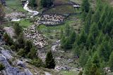 Na snímku ovce a jehňata vycházející z ohrady, která leží ve výšce přes 2000 metrů nad mořem v Jižním Tyrolsku v Itálii.