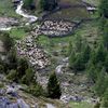 Fotogalerie / Ovce v Alpách / Reuters / 2