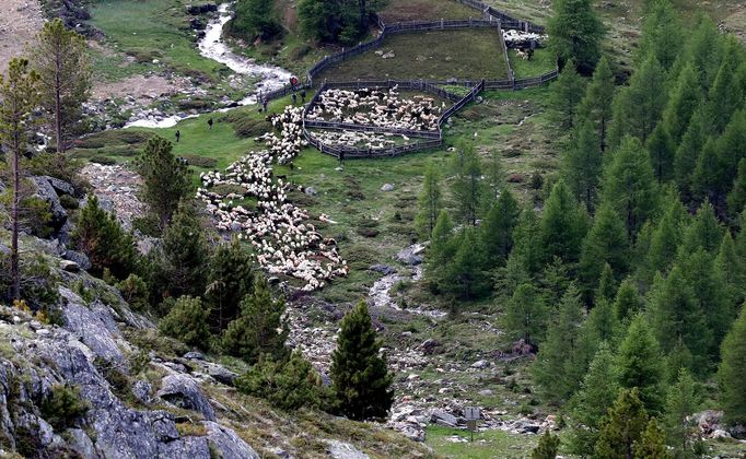 Pastva ovcí v Tyrolsku na západě Rakouska