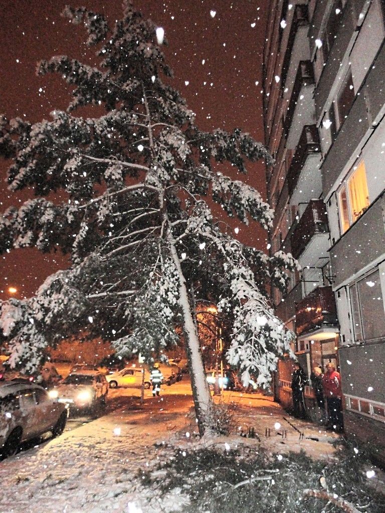 Sníh - 19. března - strom