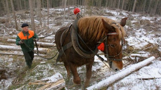 Rok po vichřici - práce stále nad hlavu