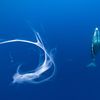 Wildlife Photographer of the Year 2023. Snímky nominované na cenu veřejnosti People Choice Award