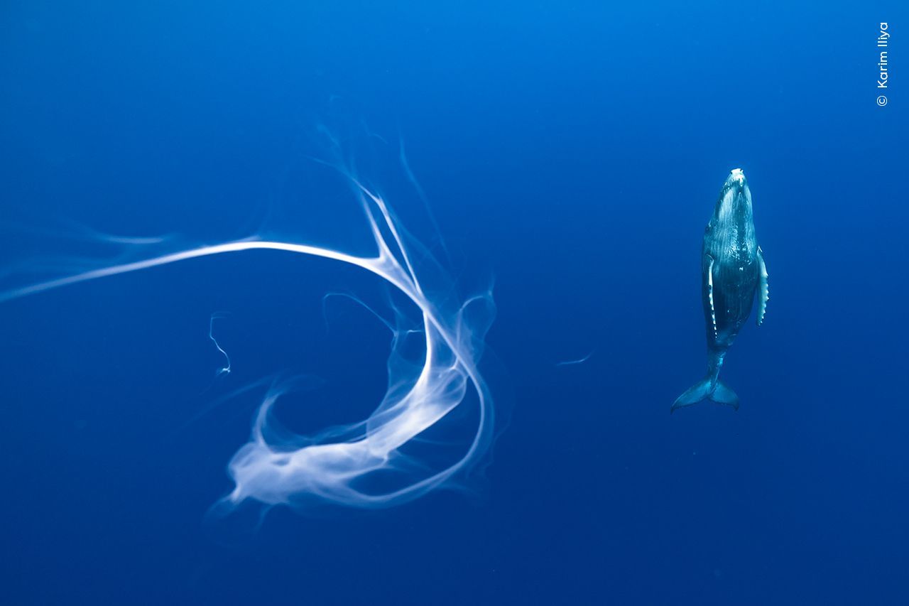 Wildlife Photographer of the Year 2023. Snímky nominované na cenu veřejnosti People Choice Award