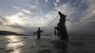 A boy washes a horse after a race at Kalaki beach outside Bima, November 16, 2012. Dozens of child jockeys, some as young as eight-years-old take part in the races. Involving nearly 600 horses they take place around a dusty, oval track of 1,400 meters (nearly one mile). The reward, for the winner is a handful of cash for his family, and glory for the jockey. The grand prize is one million rupiah ($100). Those who win their groups get two cows. The chairman of the races' organising team, Hajji Sukri, denies that there is any danger to the children saying they are all skilful riders and none has been killed or seriously hurt. Picture taken November 16, 2012. REUTERS/Beawiharta (INDONESIA - Tags: SPORT SOCIETY TPX IMAGES OF THE DAY) ATTENTION EDITORS: PICTURE 25 of 25 FOR PACKAGE 'BETTING ON CHILD JOCKEYS' Published: Lis. 24, 2012, 9:15 dop.