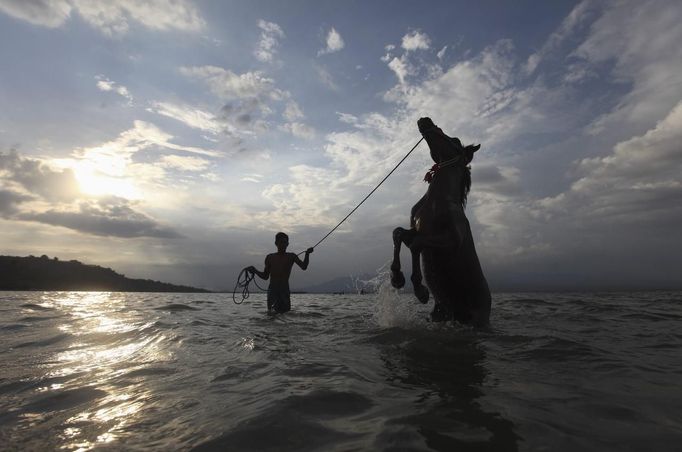 A boy washes a horse after a race at Kalaki beach outside Bima, November 16, 2012. Dozens of child jockeys, some as young as eight-years-old take part in the races. Involving nearly 600 horses they take place around a dusty, oval track of 1,400 meters (nearly one mile). The reward, for the winner is a handful of cash for his family, and glory for the jockey. The grand prize is one million rupiah ($100). Those who win their groups get two cows. The chairman of the races' organising team, Hajji Sukri, denies that there is any danger to the children saying they are all skilful riders and none has been killed or seriously hurt. Picture taken November 16, 2012. REUTERS/Beawiharta (INDONESIA - Tags: SPORT SOCIETY TPX IMAGES OF THE DAY) ATTENTION EDITORS: PICTURE 25 of 25 FOR PACKAGE 'BETTING ON CHILD JOCKEYS' Published: Lis. 24, 2012, 9:15 dop.