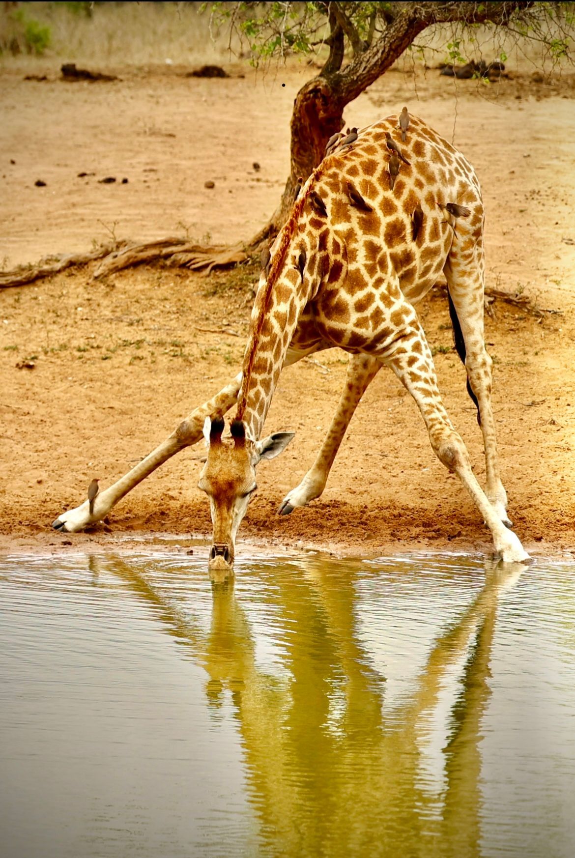 Fotky Tondy Růžka z Afriky