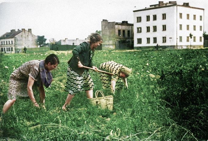 Ženy sbírají brambory v obléhané Varšavě, Polsko, září 1939. Kolorovaný snímek.