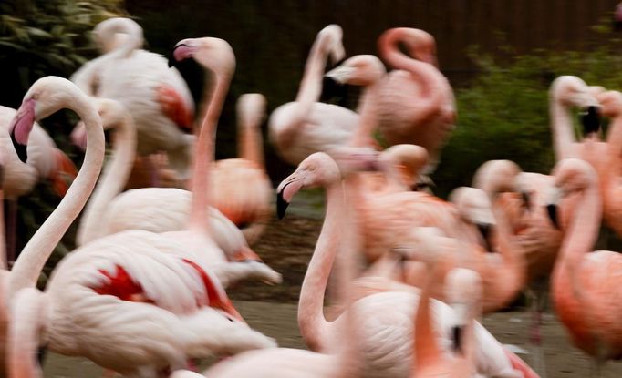 Jaro vtrhlo i do zoologických zahrad. Na snímku plameňáci v berlínské zoo.