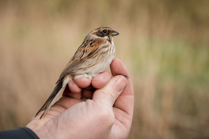 „Současně s úpravami provádí ENVIROP i důkladný monitoring: nejen ptáků a obojživelníků, ale také rostlin a suchozemských i vodních bezobratlých živočichů.