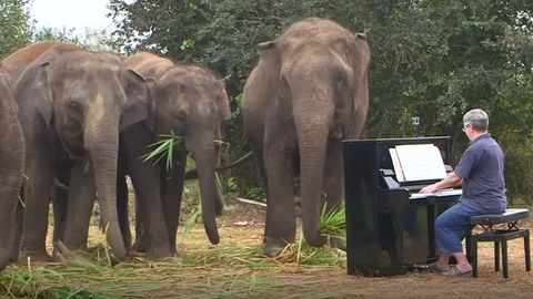Nemocní sloni v útulku mají nadstandardní péči. Hrajou jim na klavír