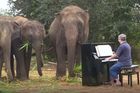 Nemocní sloni v útulku mají nadstandardní péči. Hrajou jim na klavír