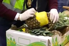 Žádná krabice s banány. Pašeráci schovali stovky kilogramů kokainu do ananasů