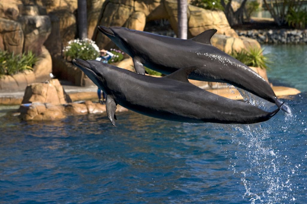 cvičení delfíni