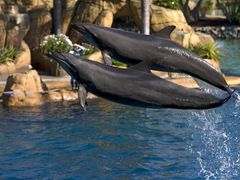 orlandské mořské parky nabízí podívanou na vycvičené delfíny